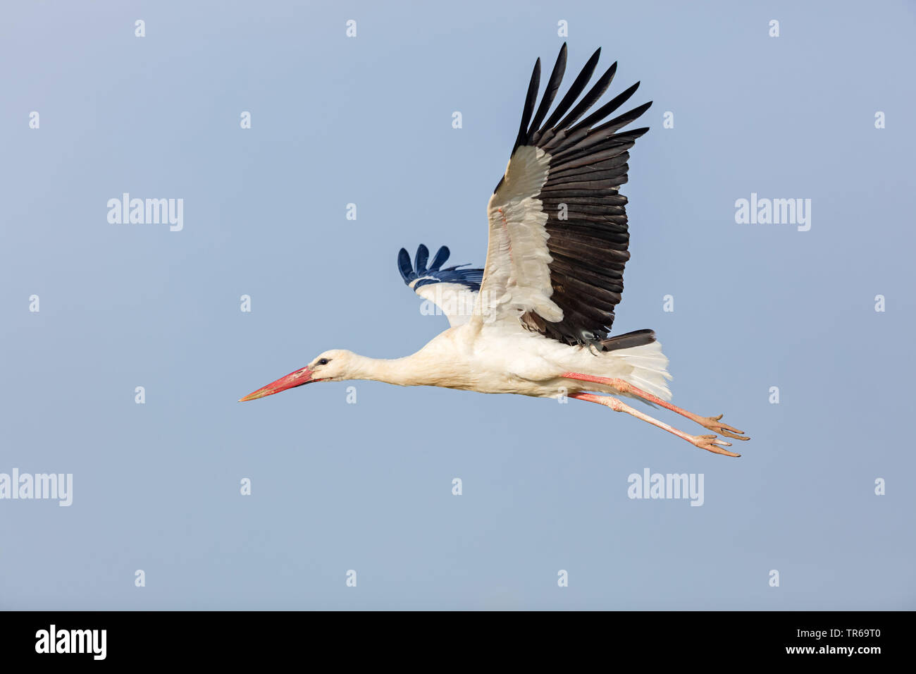 white stork (Ciconia ciconia), in flight, side view, Greece, Lesbos Stock Photo