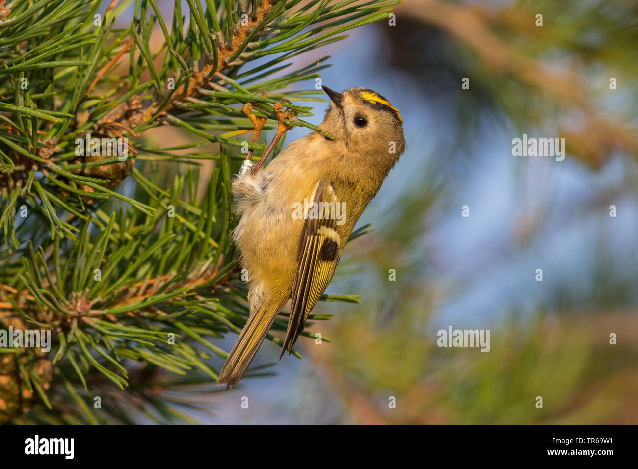 goldcrest (Regulus regulus), sitting on a pine, Sweden, Falsterbo Stock Photo