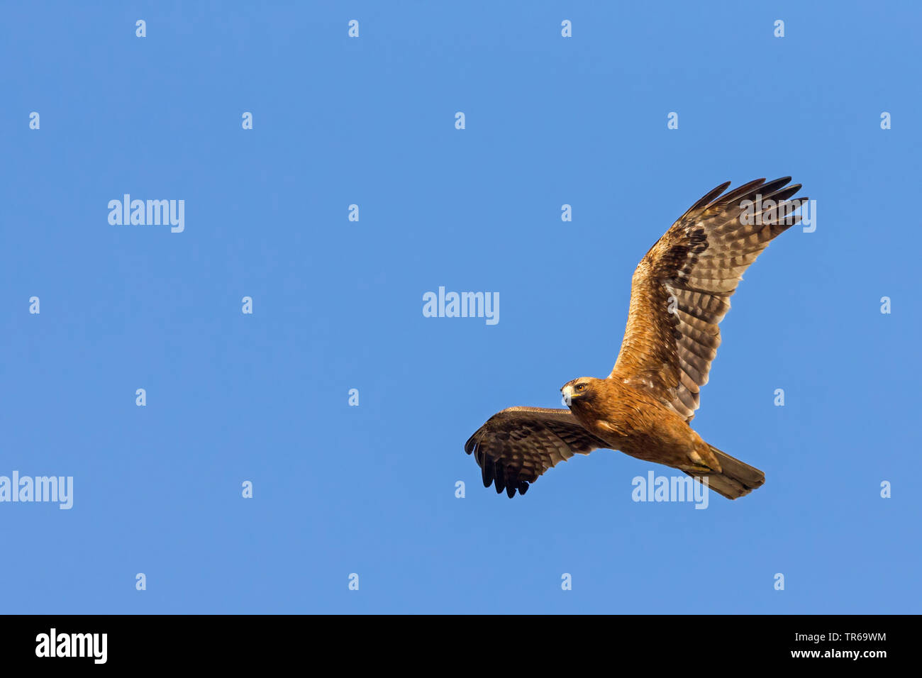 booted eagle (Hieraaetus pennatus), in soaring flight in the blue sky, Israel Stock Photo