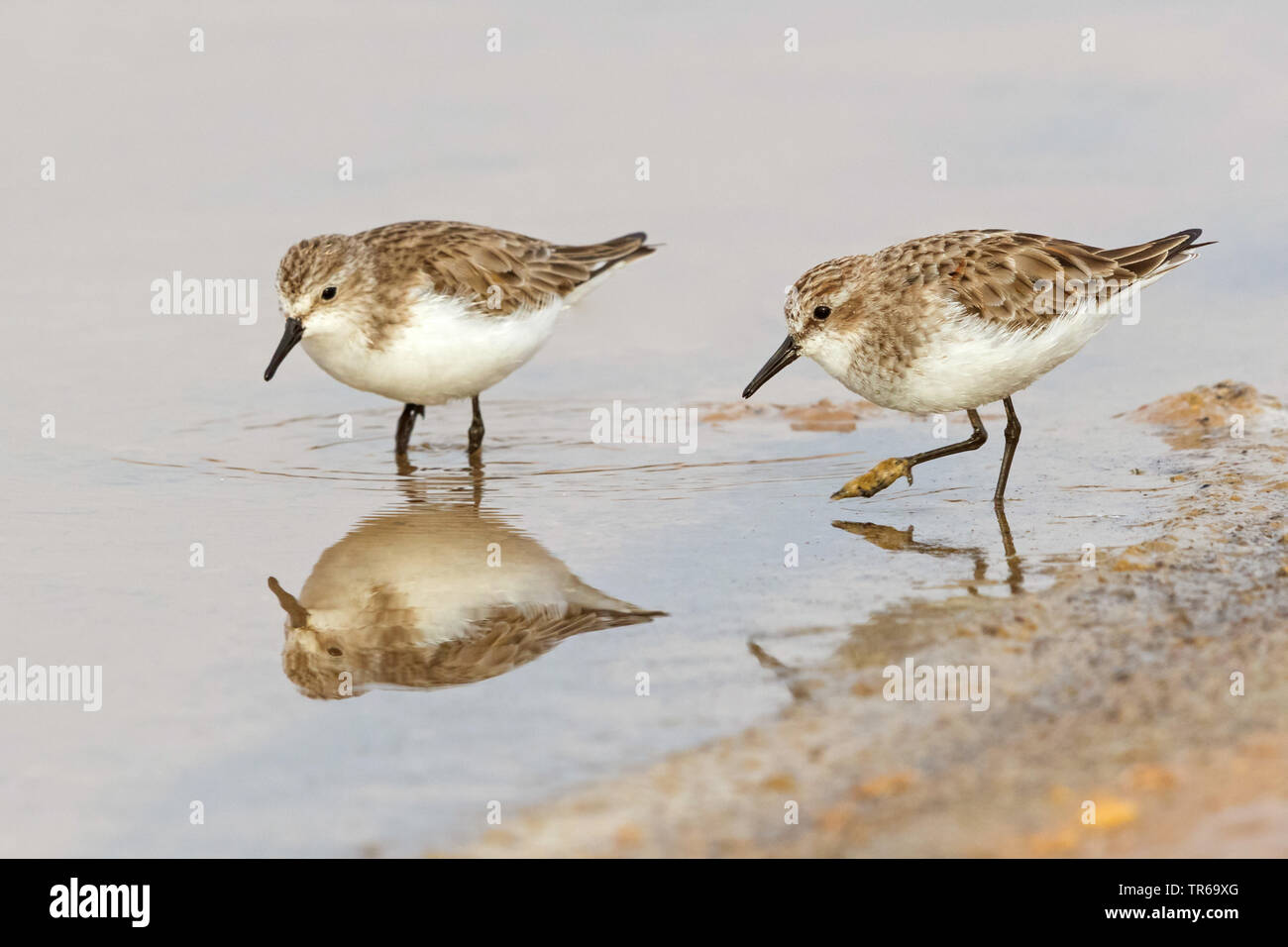 little stint (Calidris minuta), two individuals searching for food in water, Israel Stock Photo
