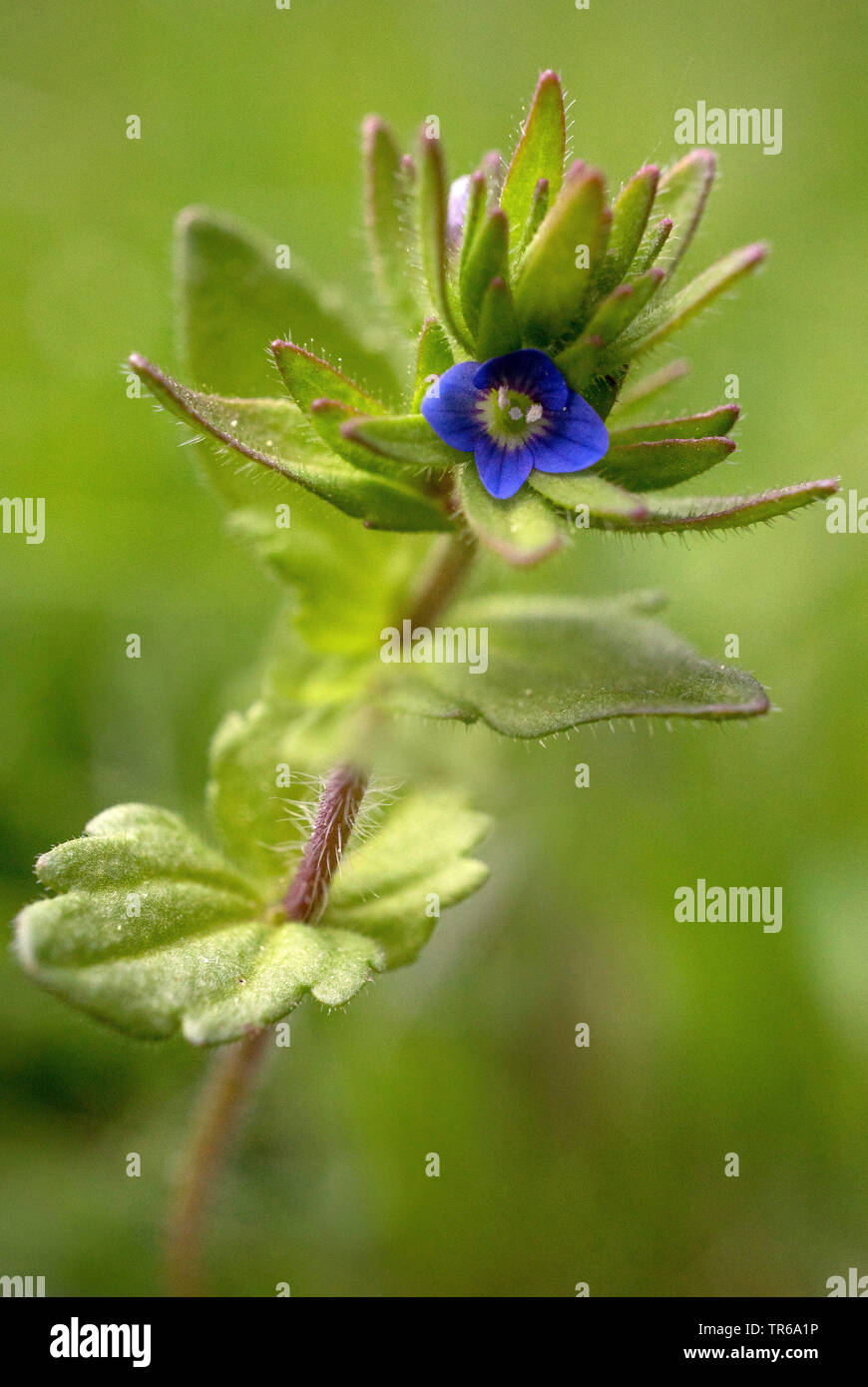 common speedwell, corn speedwell, wall speedwell (Veronica arvensis), blooming, Germany, Bavaria, Oberbayern, Upper Bavaria Stock Photo