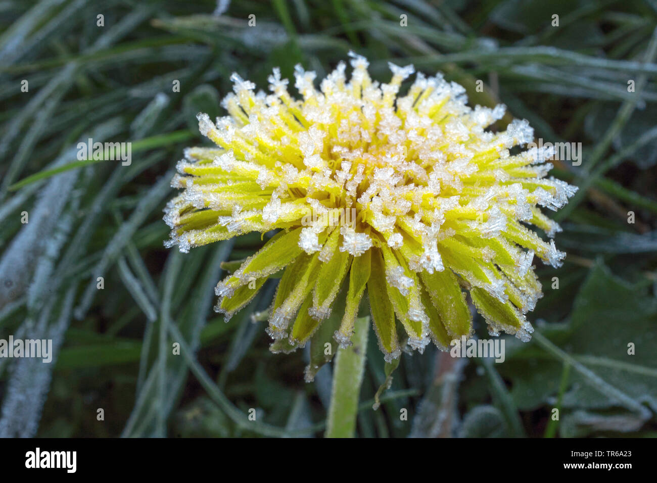 common dandelion (Taraxacum officinale), inflorescence mit hoar frost, Germany, Bavaria, Oberbayern, Upper Bavaria Stock Photo