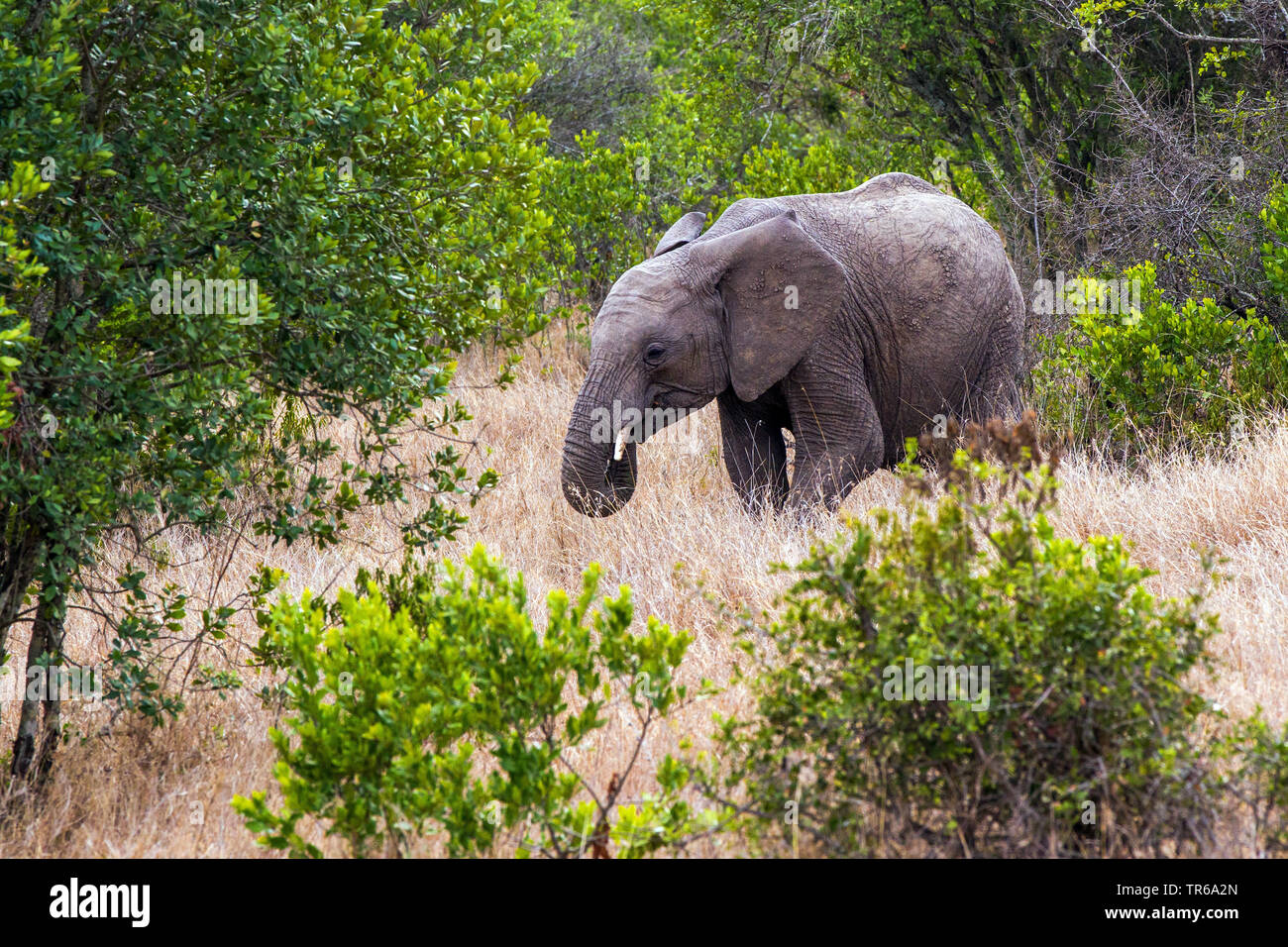 African elephant (Loxodonta africana), feeding young animal in the shrub, side view, Kenya, Samburu National Reserve Stock Photo