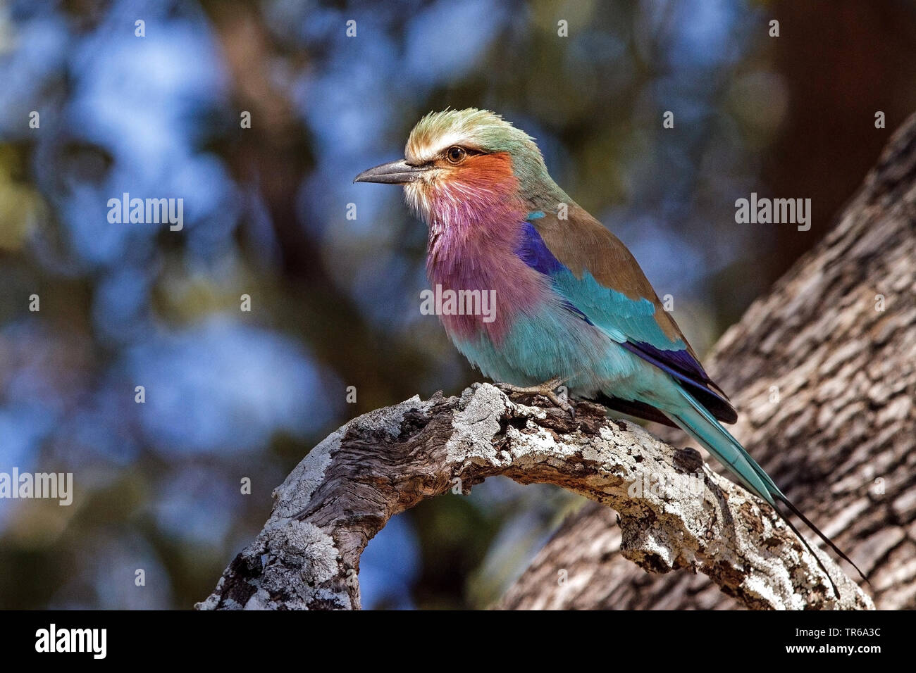 lilac-breasted roller (Coracias caudata), sitting on a branch, Zambia, South Luangwa National Park Stock Photo
