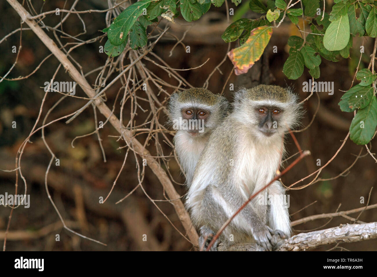 Green monkey, Sabaeus monkey, Callithrix monkey (Chlorocebus sabaeus), siiting on a tree, Zambia, South Luangwa National Park Stock Photo