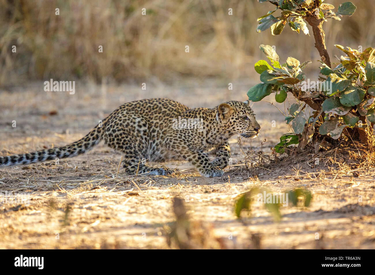 leopard (Panthera pardus), young leopard sneaking up, Zambia, South Luangwa National Park Stock Photo