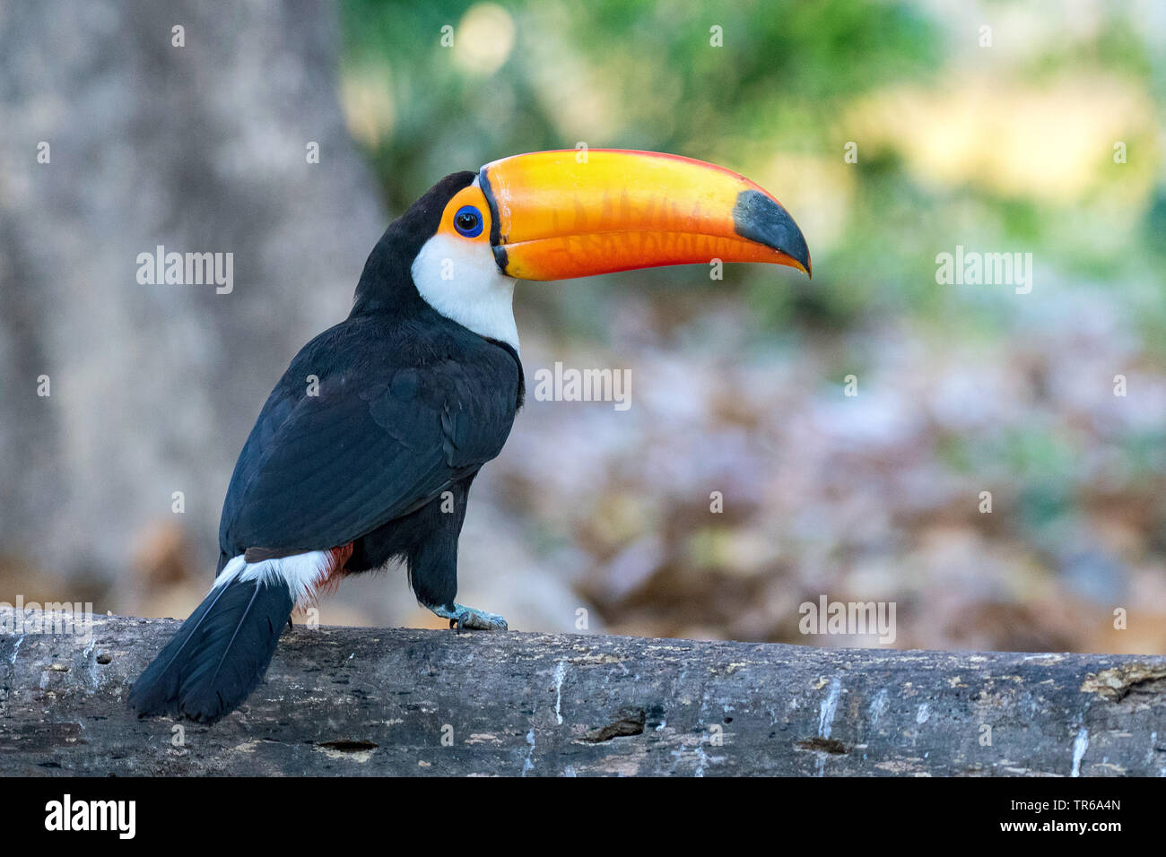Toucan sitting on a tree hi-res stock photography and images - Alamy