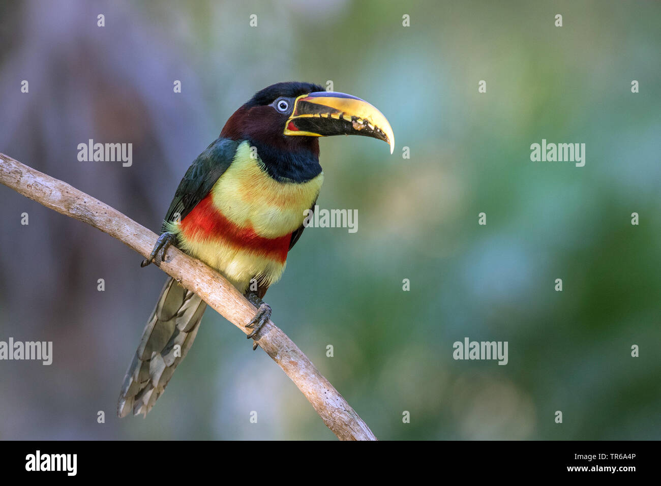 chestnut-eared-aracari-pteroglossus-castanotis-sitting-on-a-branch