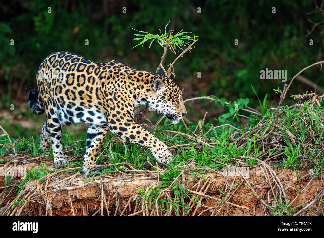 jaguar (Panthera onca), roaming, Brazil, Pantanal, Mato Grosso Stock Photo