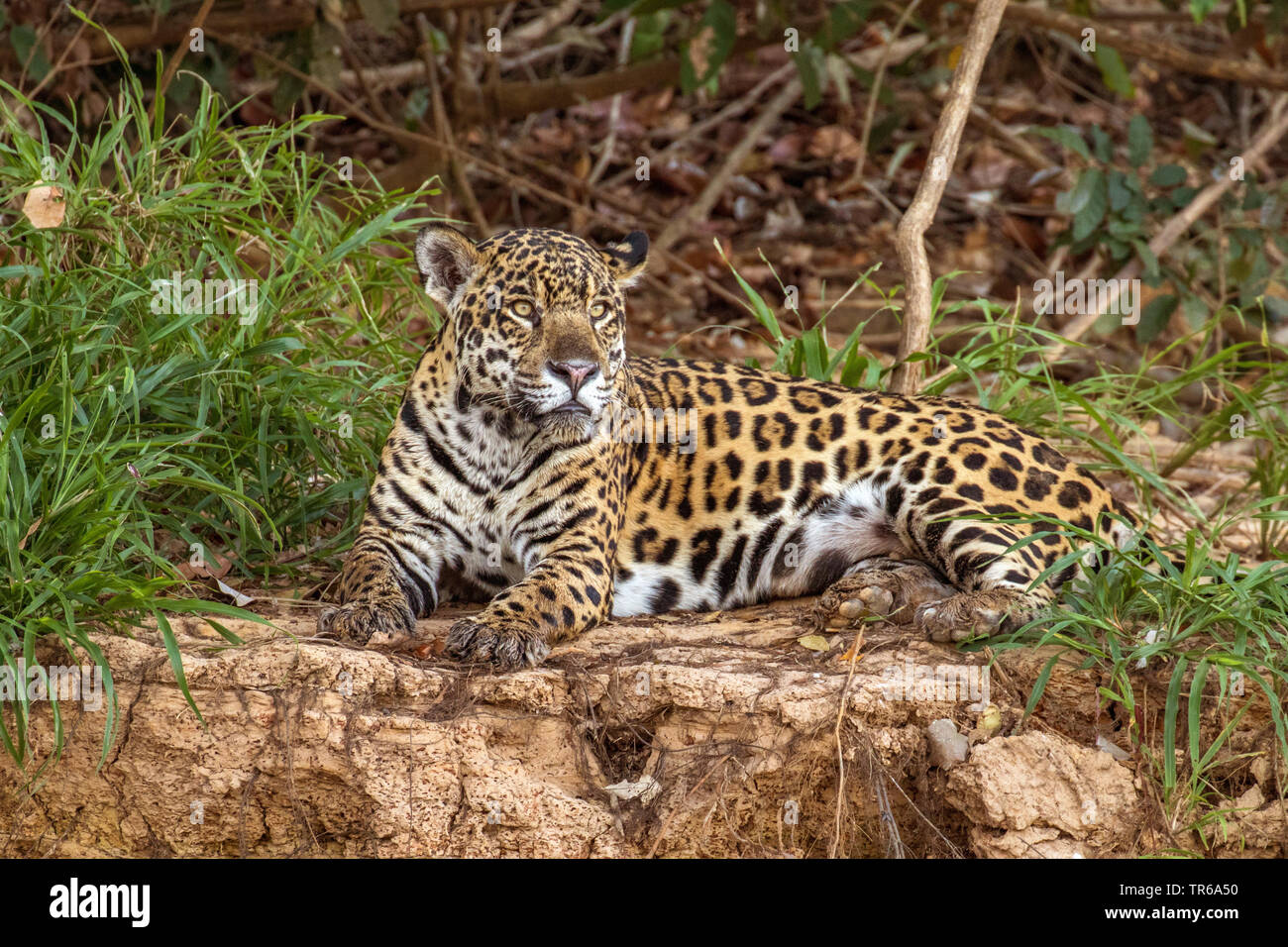 jaguar (Panthera onca), lying on the ground, Brazil, Pantanal, Mato Grosso Stock Photo