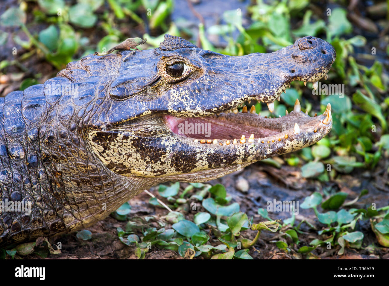 Paraguayan caiman (Caiman yacare, Caiman crocodilus yacare), portrait with open mouth, side view, Brazil, Pantanal, Pantanal Matogrossense Nationalpark Stock Photo