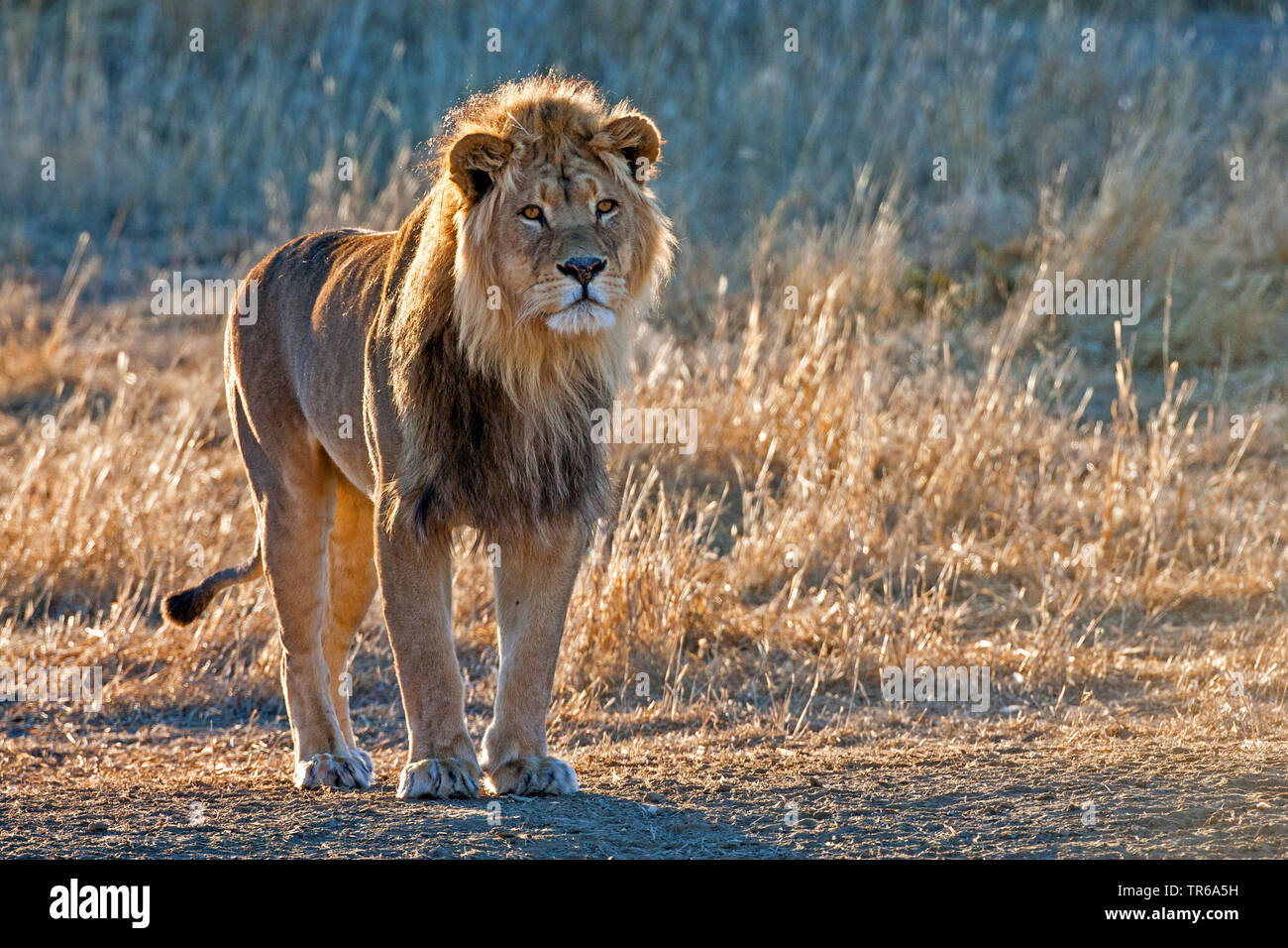 Kalahari Lion (Panthera leo vernayi, Panthera vernayi), male lion standing in the savannah, South Africa, Kalahari, Kalahari Gemsbok National Park Stock Photo