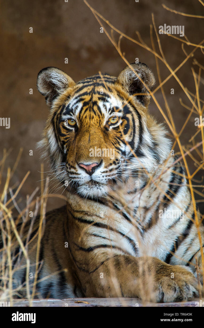 Bengal tiger (Panthera tigris tigris), tigress Mutschili, half-length portrait, India, Ranthambore National Park, Radjasthan Stock Photo