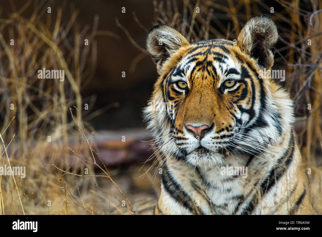 Bengal tiger (Panthera tigris tigris), tigress Mutschili, portrait, India, Ranthambore National Park, Radjasthan Stock Photo