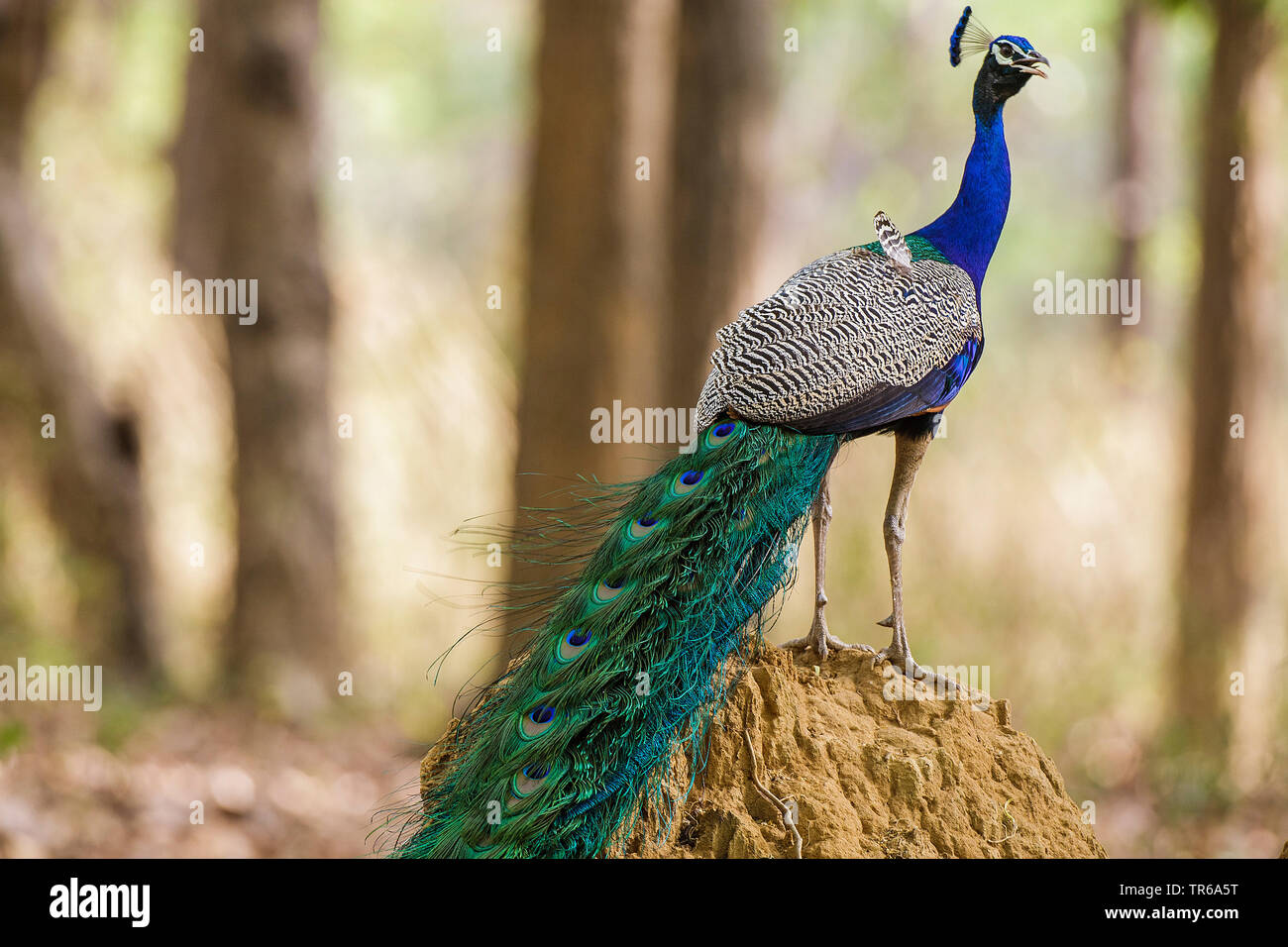 Common peafowl, Indian peafowl, blue peafowl (Pavo cristatus), calling peacock standing on a mound of earth, side view, India, Madhya Pradesh, Kanha National Park Stock Photo