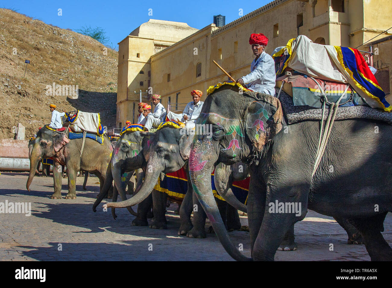 Indian elephant (Elephas maximus indicus, Elephas maximus bengalensis), mahouts on elephants at Amber Fort, India, Jaipur Stock Photo