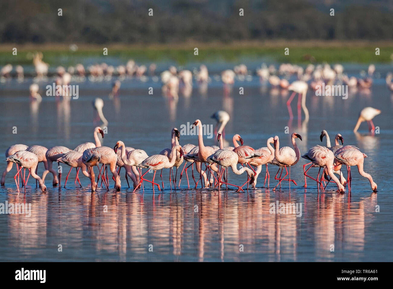 greater flamingo (Phoenicopterus roseus, Phoenicopterus ruber roseus), flock of flamingos in shallow water, Kenya, Lake Nakuru National Park Stock Photo