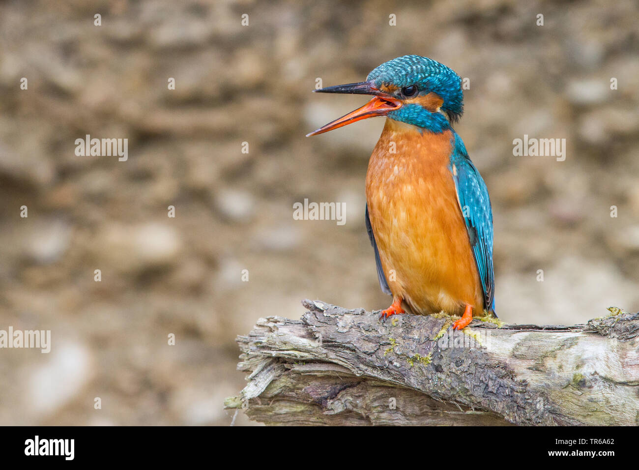river kingfisher (Alcedo atthis), female sitting on a branch begging for food, Germany, Bavaria Stock Photo