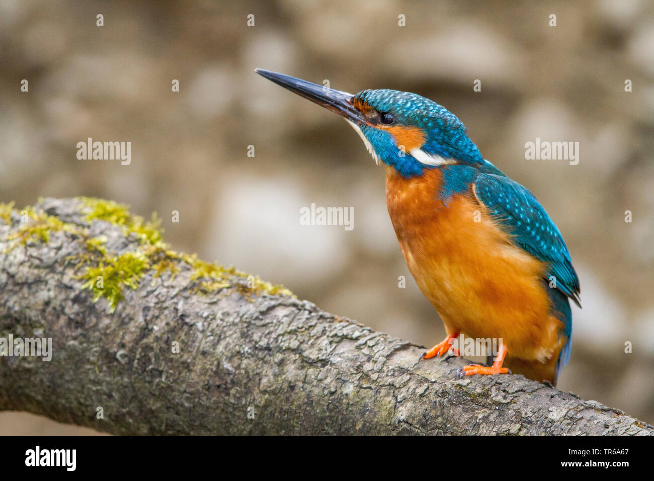 river kingfisher (Alcedo atthis), sitting on a branch, Germany, Bavaria Stock Photo