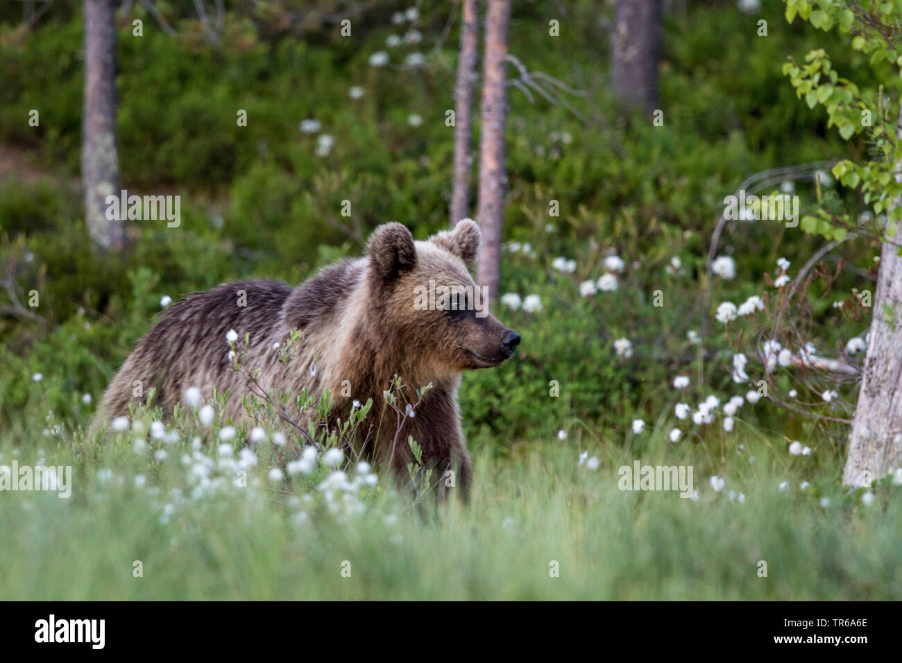 European brown bear (Ursus arctos arctos), young bear walking through cotton-grass, side view, Finland, Kainuu Stock Photo