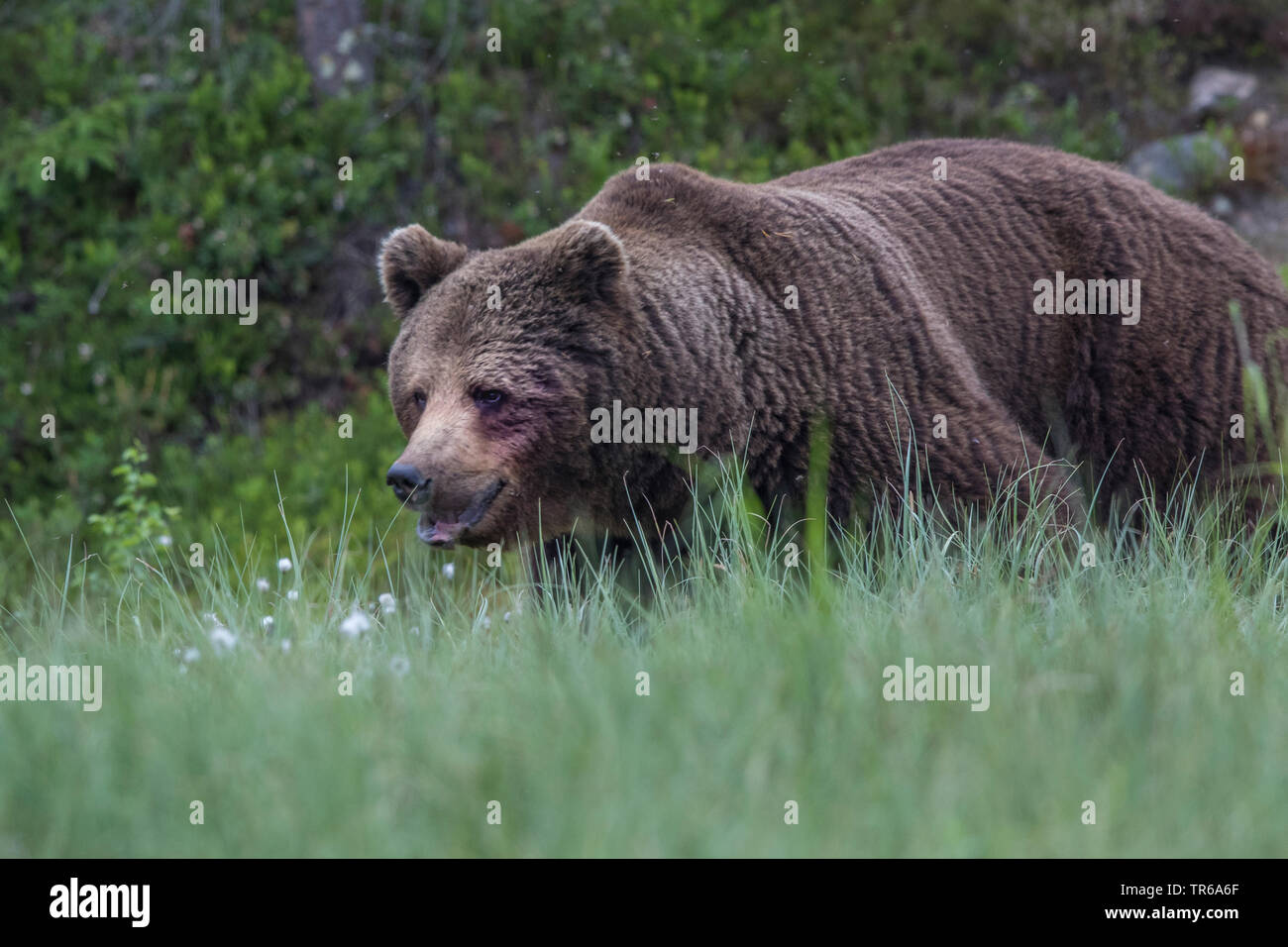 European brown bear (Ursus arctos arctos), walking through the high grass, Finland, Kainuu Stock Photo