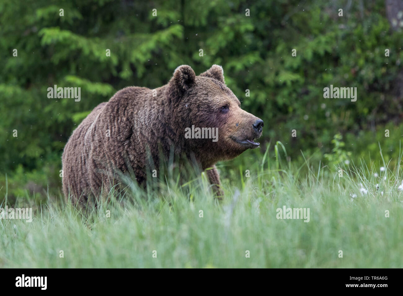 European brown bear (Ursus arctos arctos), on high grass, Finland, Kainuu Stock Photo