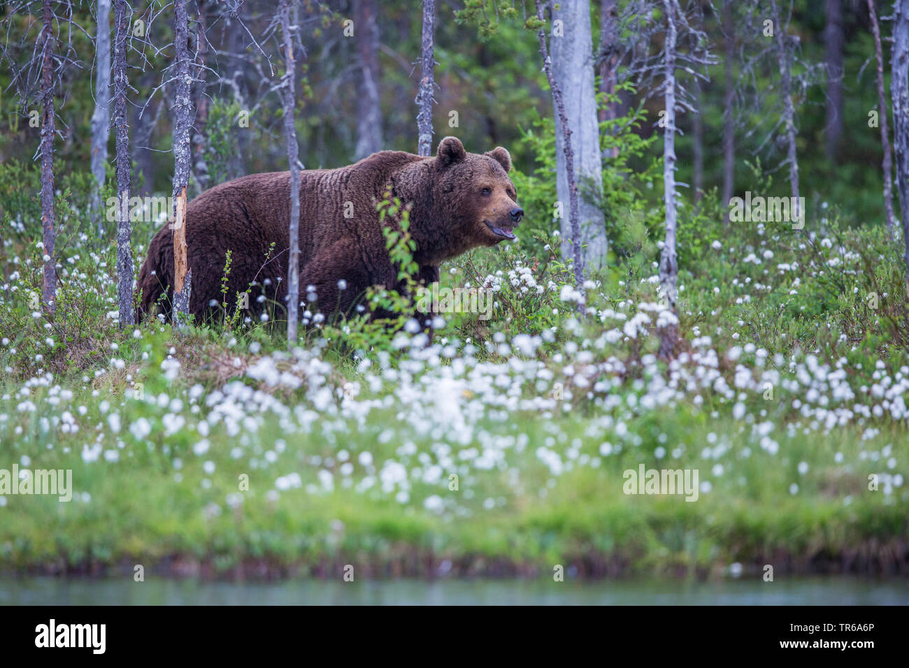 European brown bear (Ursus arctos arctos), standing on cotton-grass at the waterside, side view, Finland, Kainuu Stock Photo