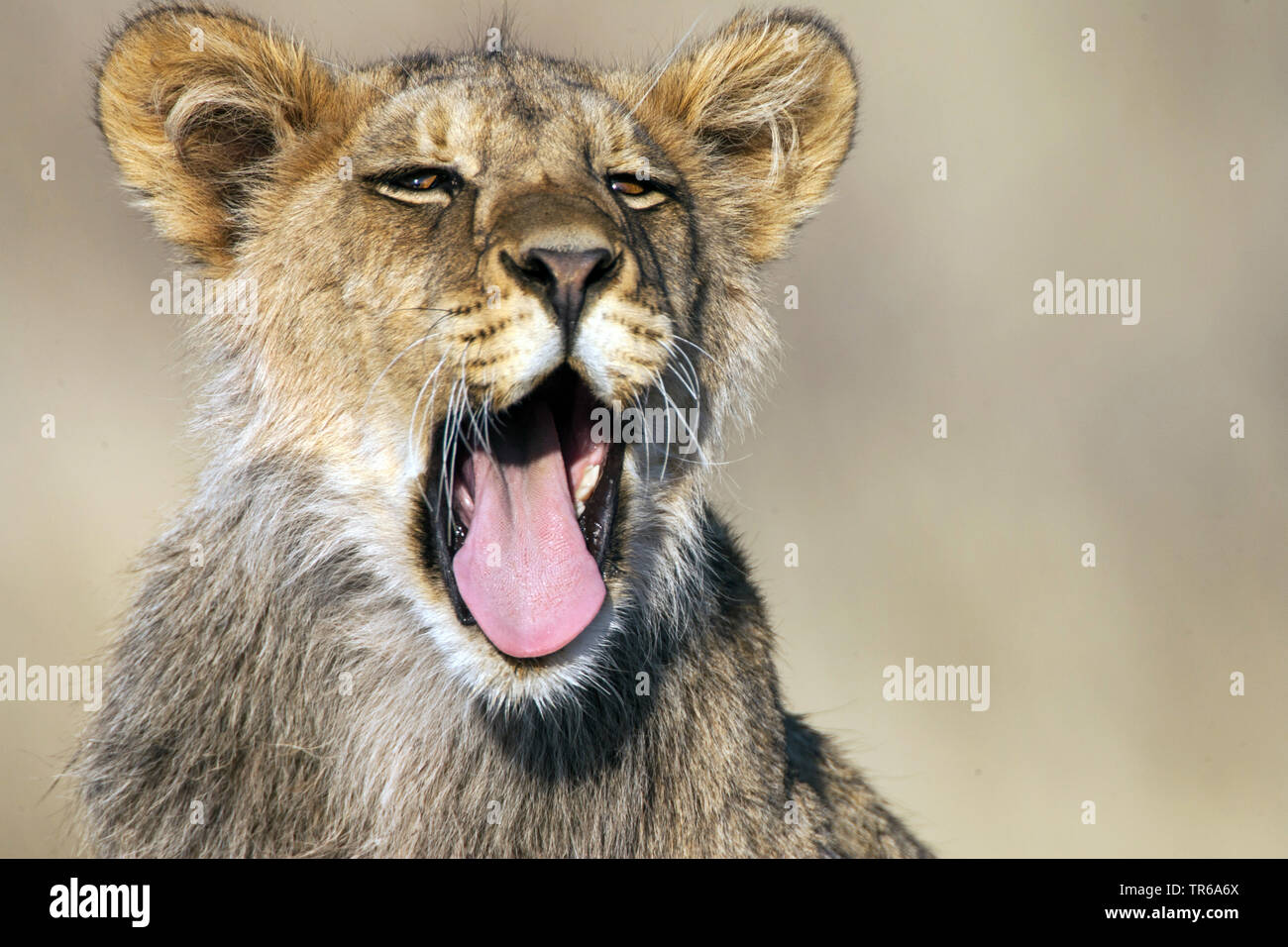 Kalahari Lion (Panthera leo vernayi, Panthera vernayi), yawning lion pup, portrait, South Africa, Kalahari Gemsbok National Park Stock Photo