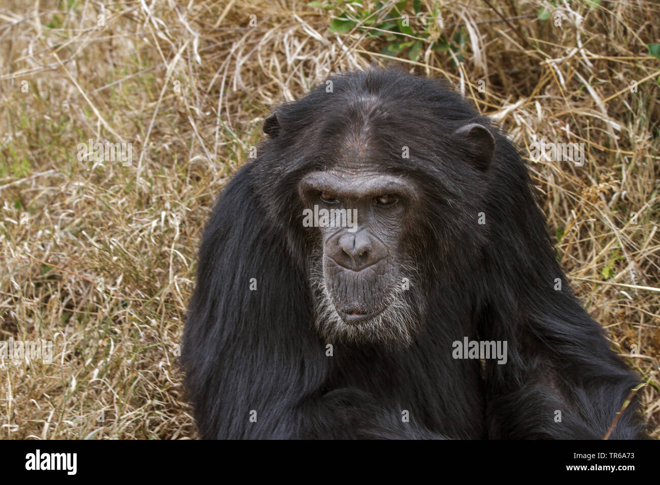 common chimpanzee (Pan troglodytes), thinking, Kenya Stock Photo