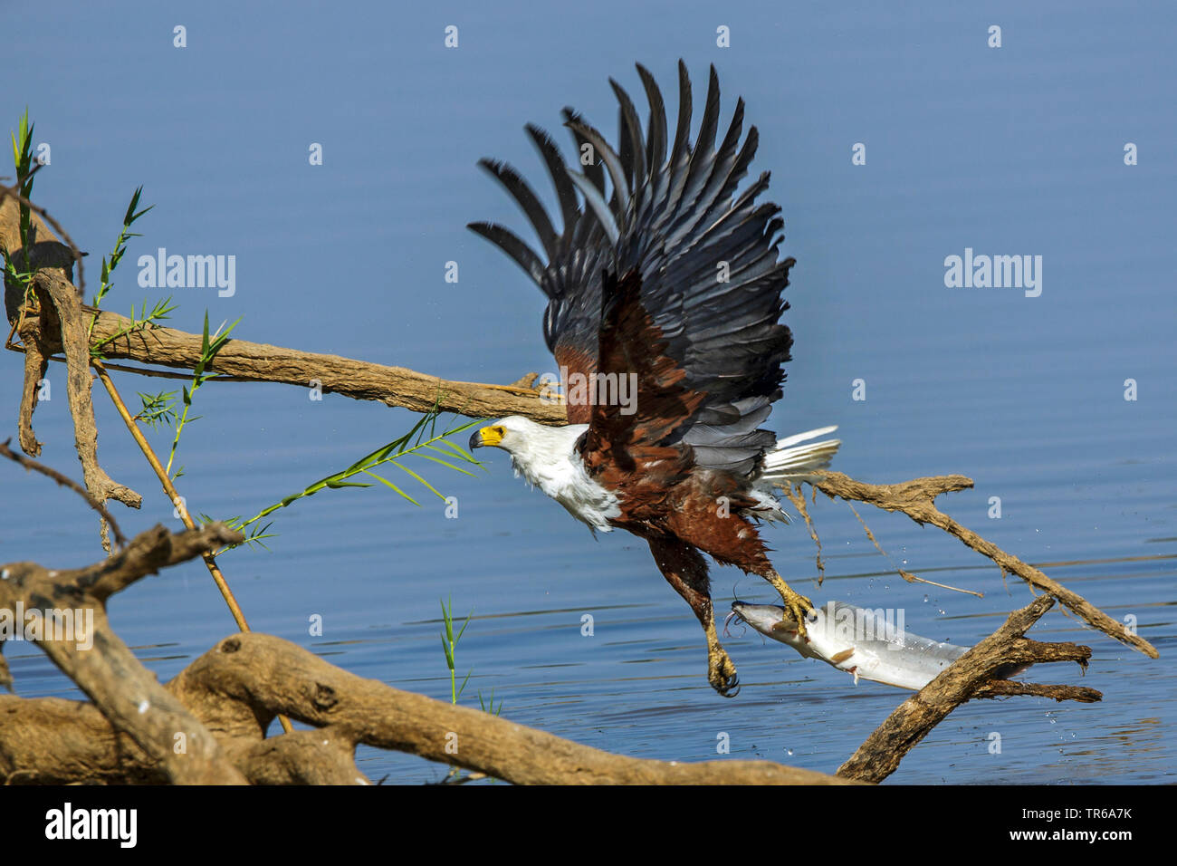 African fish eagle (Haliaeetus vocifer), with caught fish at water, Zambia, South Luangwa National Park Stock Photo