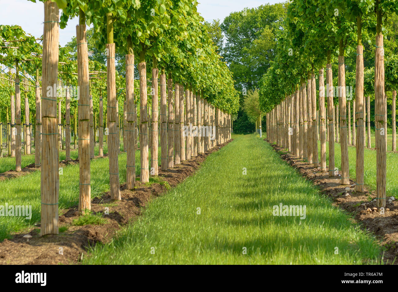 small-leaved lime, littleleaf linden, little-leaf linden (Tilia cordata 'Greenspire', Tilia cordata Greenspire), cultivar Greenspire in a nursery garden, Germany Stock Photo