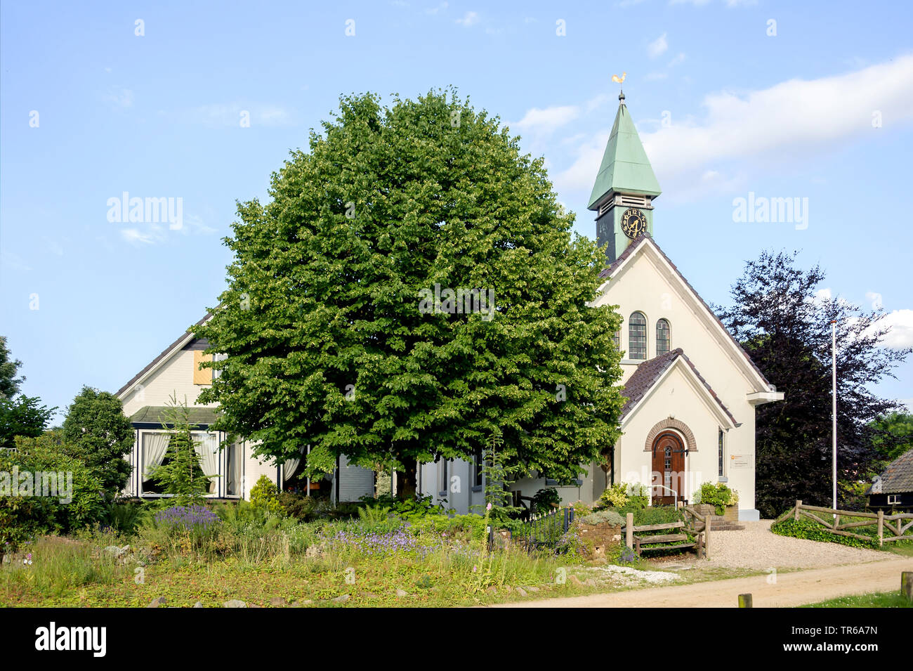 small-leaved lime, littleleaf linden, little-leaf linden (Tilia cordata), single tree at a church, Netherlands Stock Photo