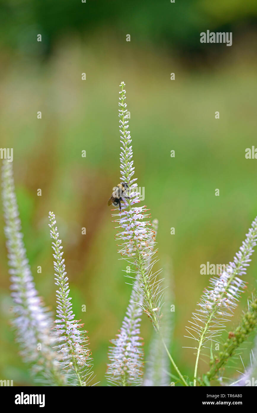 Culver's-root (Veronicastrum virginicum), blooming with humble bee, Germany, Bavaria Stock Photo