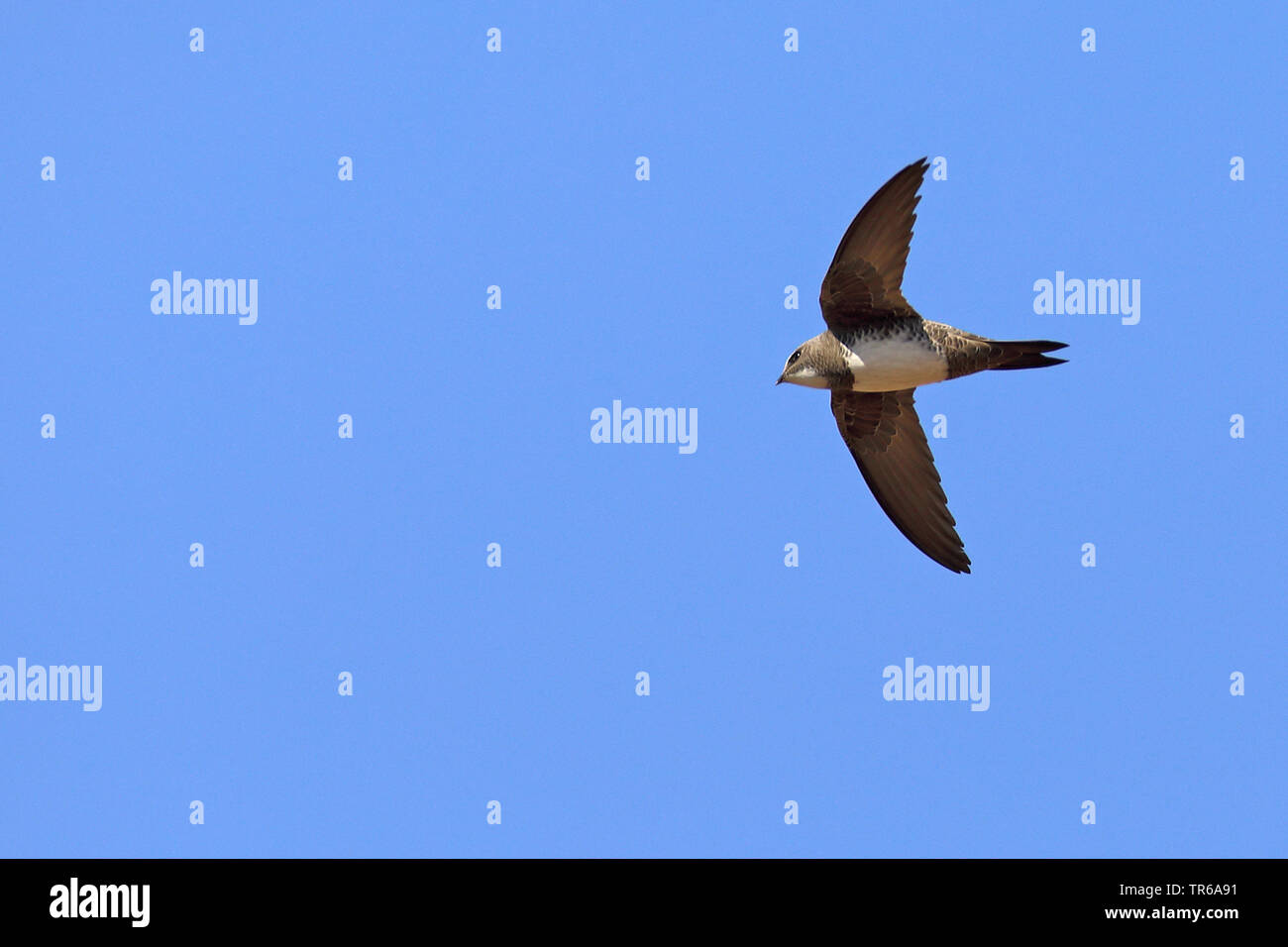 Alpine swift (Apus melba, Tachymarptis melba), flying, South Africa