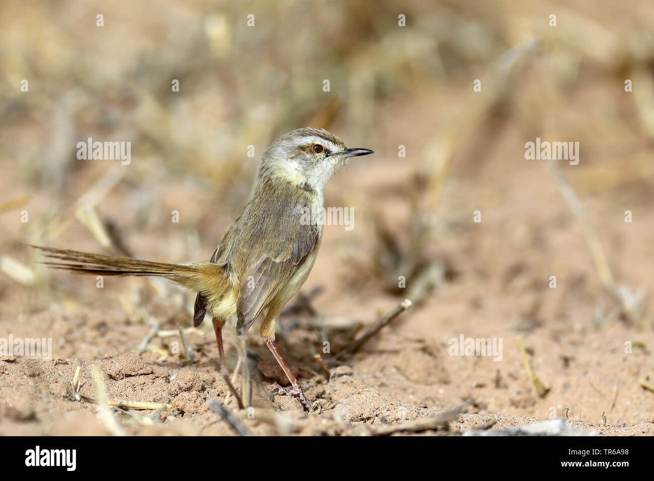 Black-chested prinia (Prinia flavicans), on the ground, South Africa, Kgalagadi Transfrontier National Park Stock Photo
