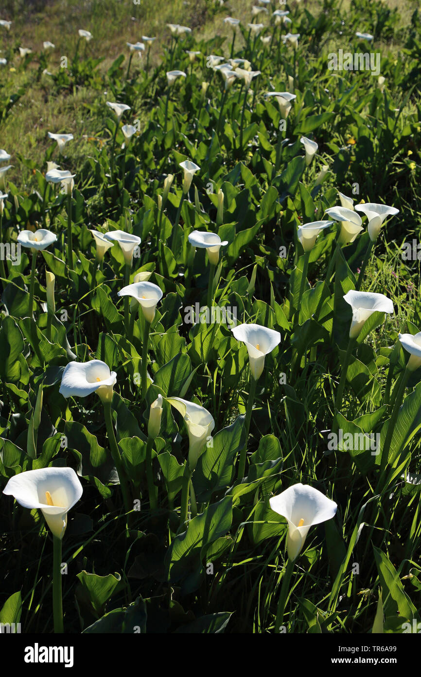 common calla lily, Jack in the pulpit, florist's calla, Egyptian lily, Arum Lily (Zantedeschia aethiopica, Calla aethiopica), blooming, South Africa Stock Photo