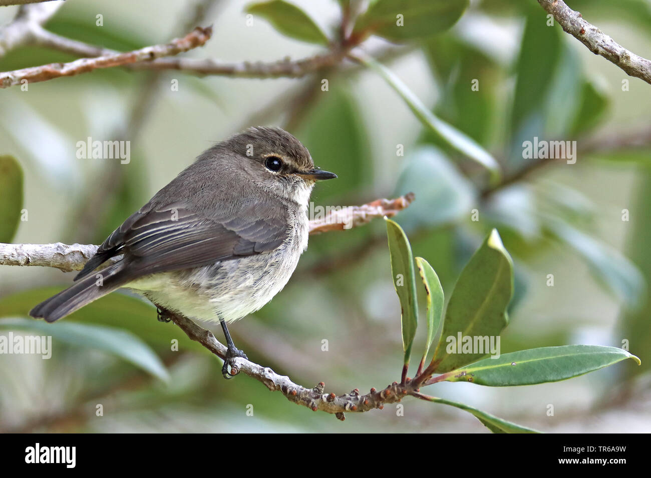 African Dusky Flycatcher, Dusky Flycatcher, Dusky Alseonax (Muscicapa adusta), sitting on a branch, South Africa, Western Cape, Wilderness National Park Stock Photo