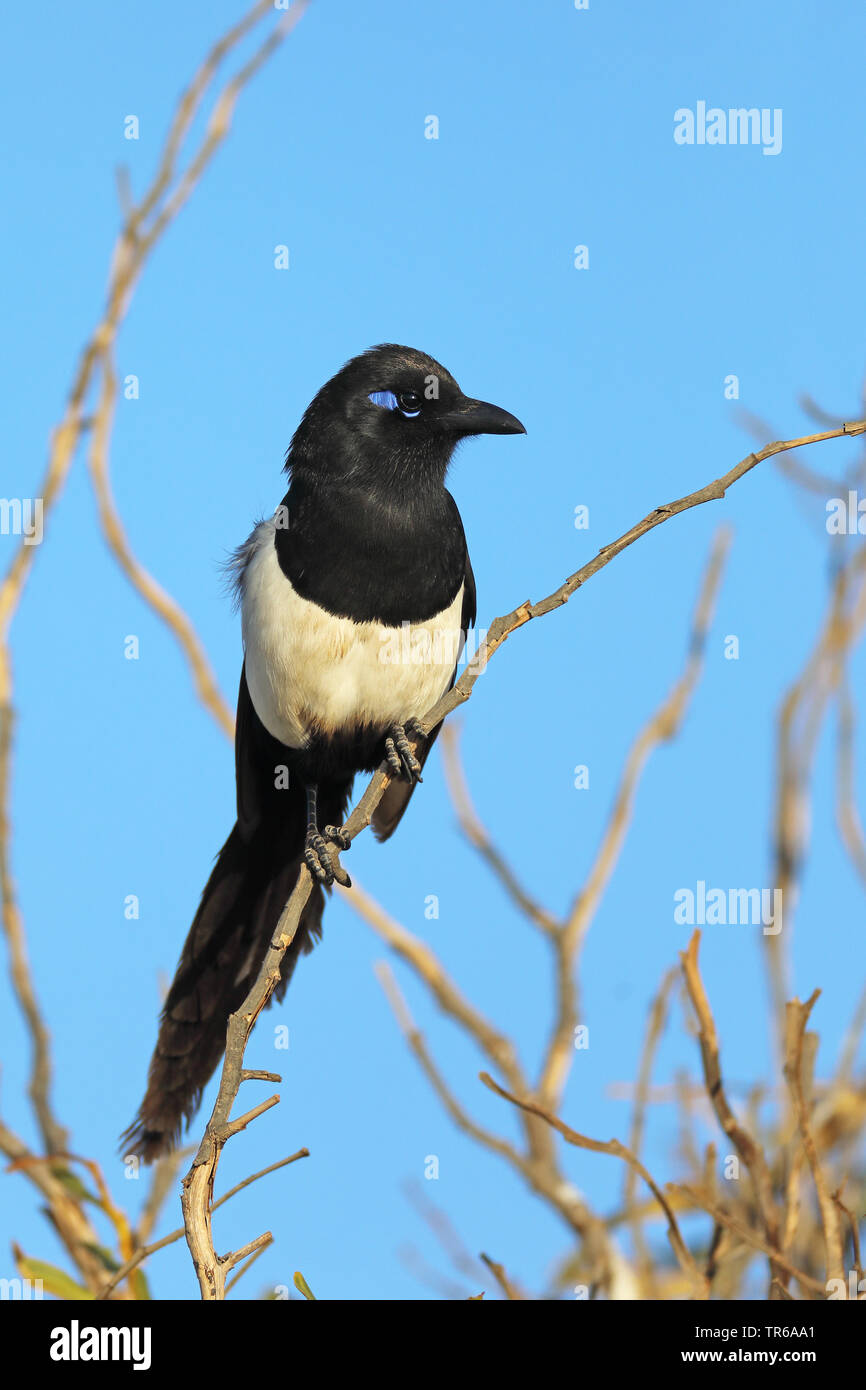 Maghreb Magpie (Pica pica mauritanica, Pica mauritanica), sitting on a branch, Morocco, Souss Massa National Park Stock Photo