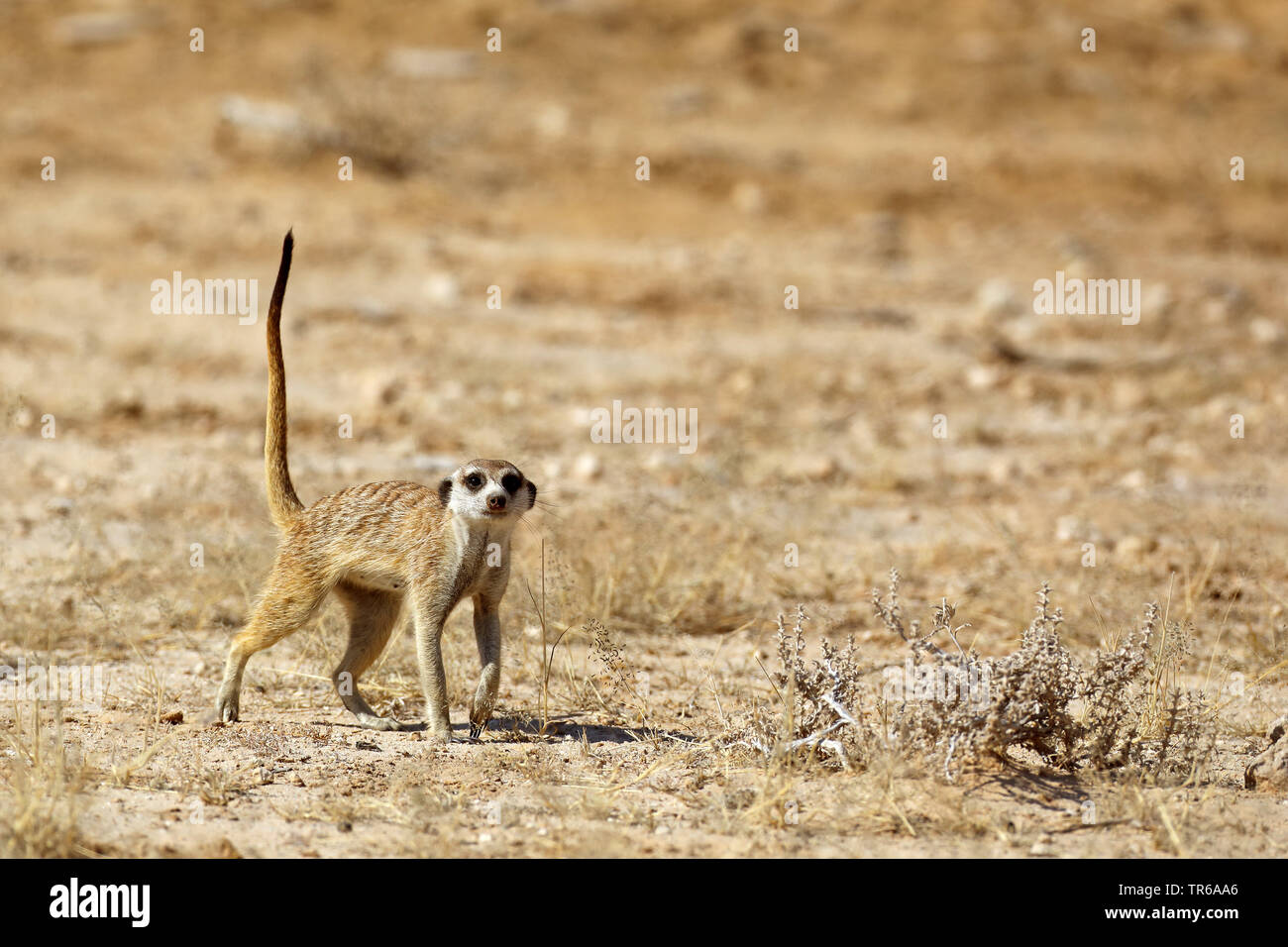 suricate, slender-tailed meerkat (Suricata suricatta), standing in the savannah, South Africa, Kgalagadi Transfrontier National Park Stock Photo