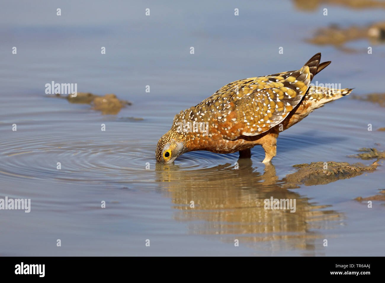 Variegated sandgrouse, Burchell's sandgrouse (Pterocles burchelli), male in water, drinking, South Africa, Kgalagadi Transfrontier National Park Stock Photo