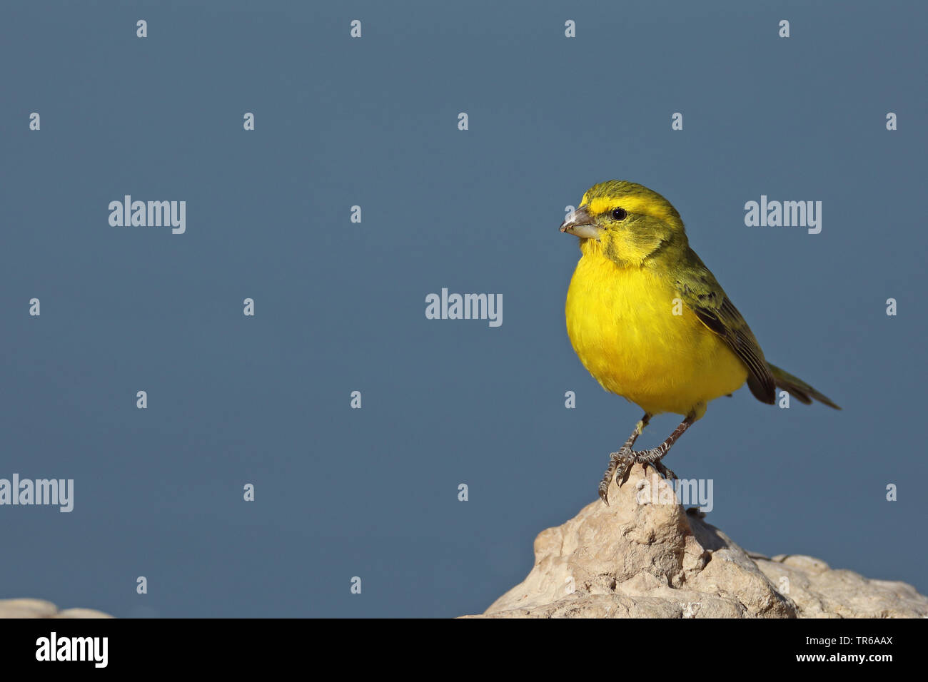 Yellow canary (Serinus flaviventris), male on a rock by the waterside, South Africa, Kgalagadi Transfrontier National Park Stock Photo