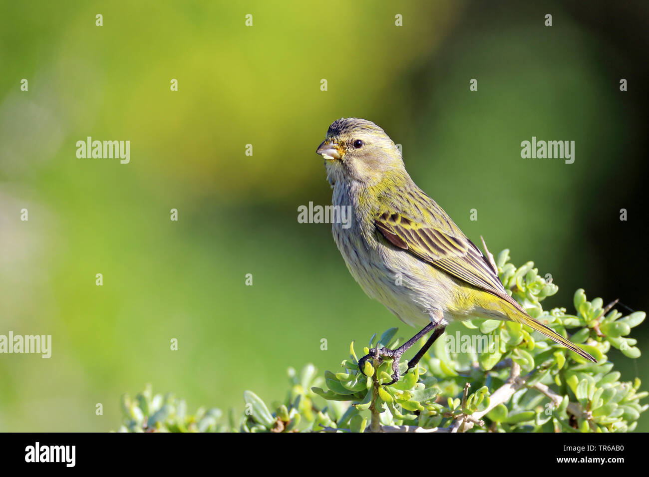 yellow-crowned canary (Serinus canicollis), sitting on a bush, South Africa, Western Cape, West Coast National Park Stock Photo