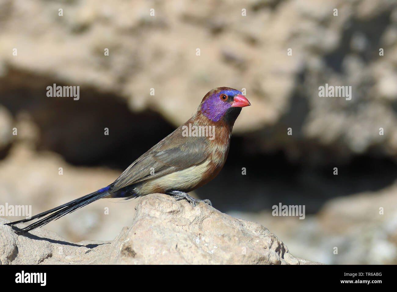 common grenadier (Uraeginthus granatina), male sitting on a stone