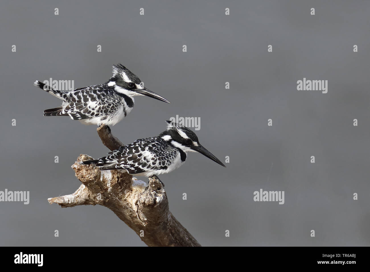 lesser pied kingfisher (Ceryle rudis), pair on a dead tree, South Africa, Western Cape, Wilderness National Park Stock Photo