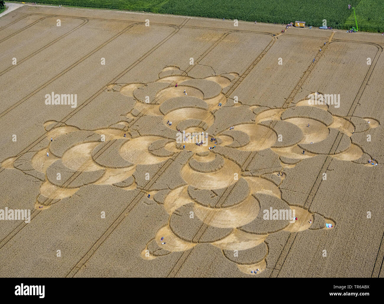 Crop cornfield hi-res stock photography and images - Alamy