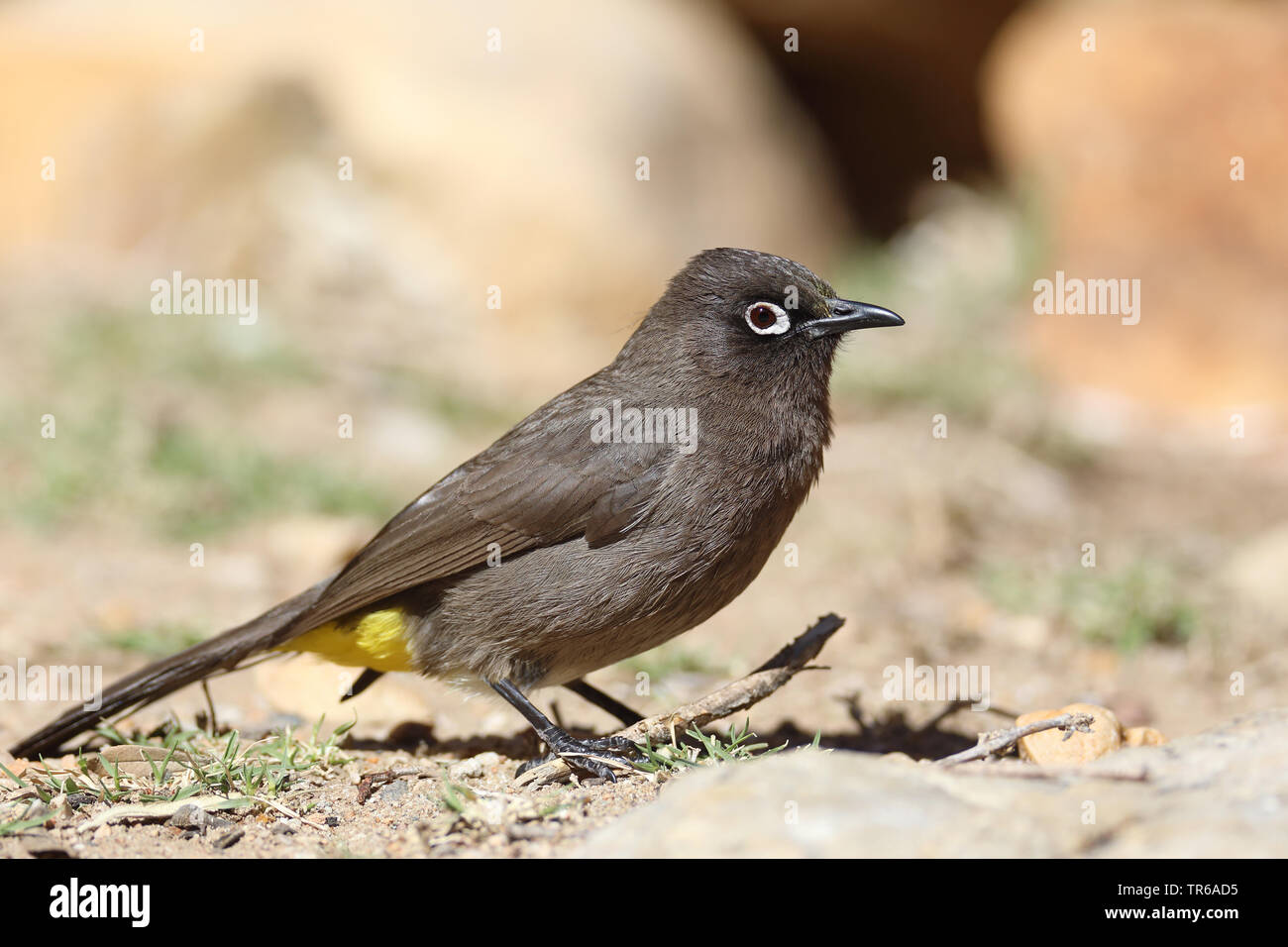 Cape bulbul (Pycnonotus capensis), sitting on the ground, South Africa, Klaarstrom Stock Photo