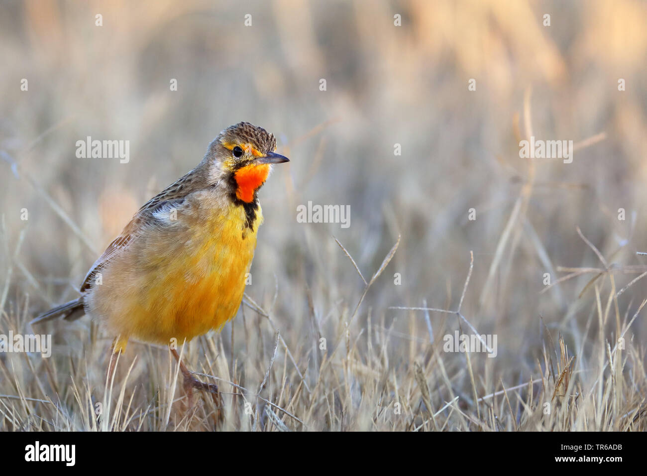 Cape longclaw (Macronyx capensis), sitting on dried grass, South Africa, North West Province, Pilanesberg National Park Stock Photo