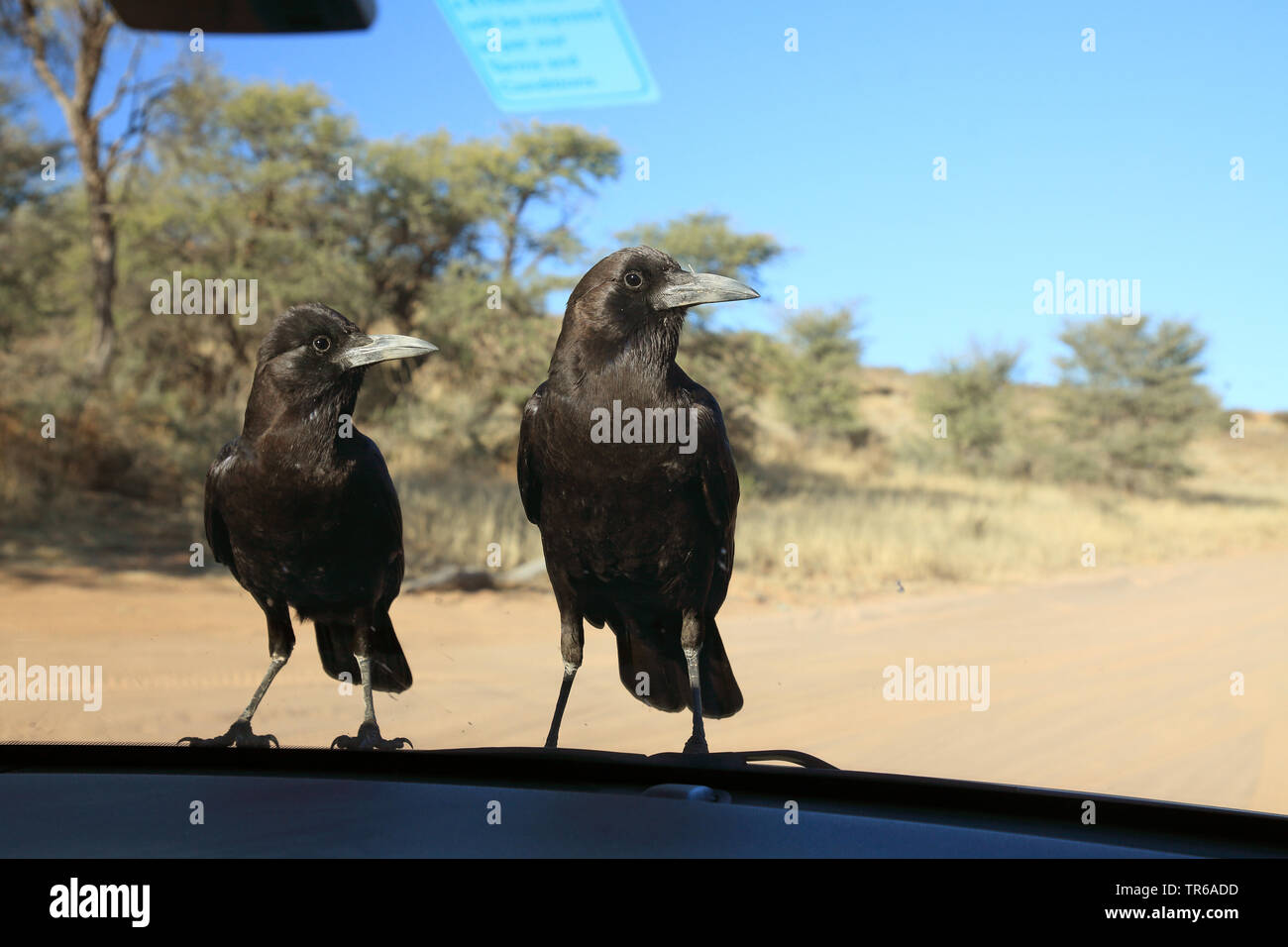 Black crow (Corvus capensis), pair sitting in front of a windscreen on the bonnet of a car, Kgalagadi Transfrontier National Park Stock Photo