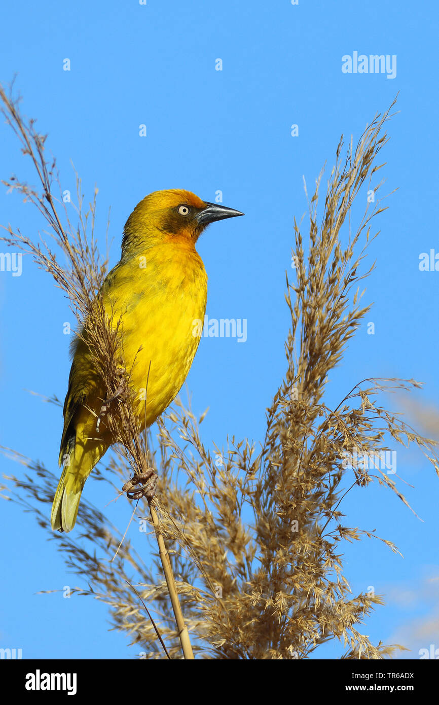 Cape weaver (Ploceus capensis), male on reed, South Africa, Klaarstrom Stock Photo