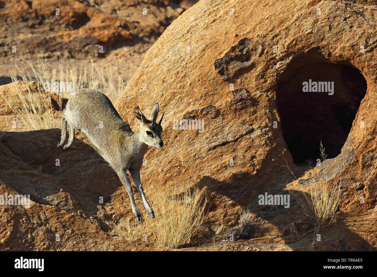 klipspringer (Oreotragus oreotragus), male jumping in the mountain range, South Africa, Augrabies Falls National Park Stock Photo